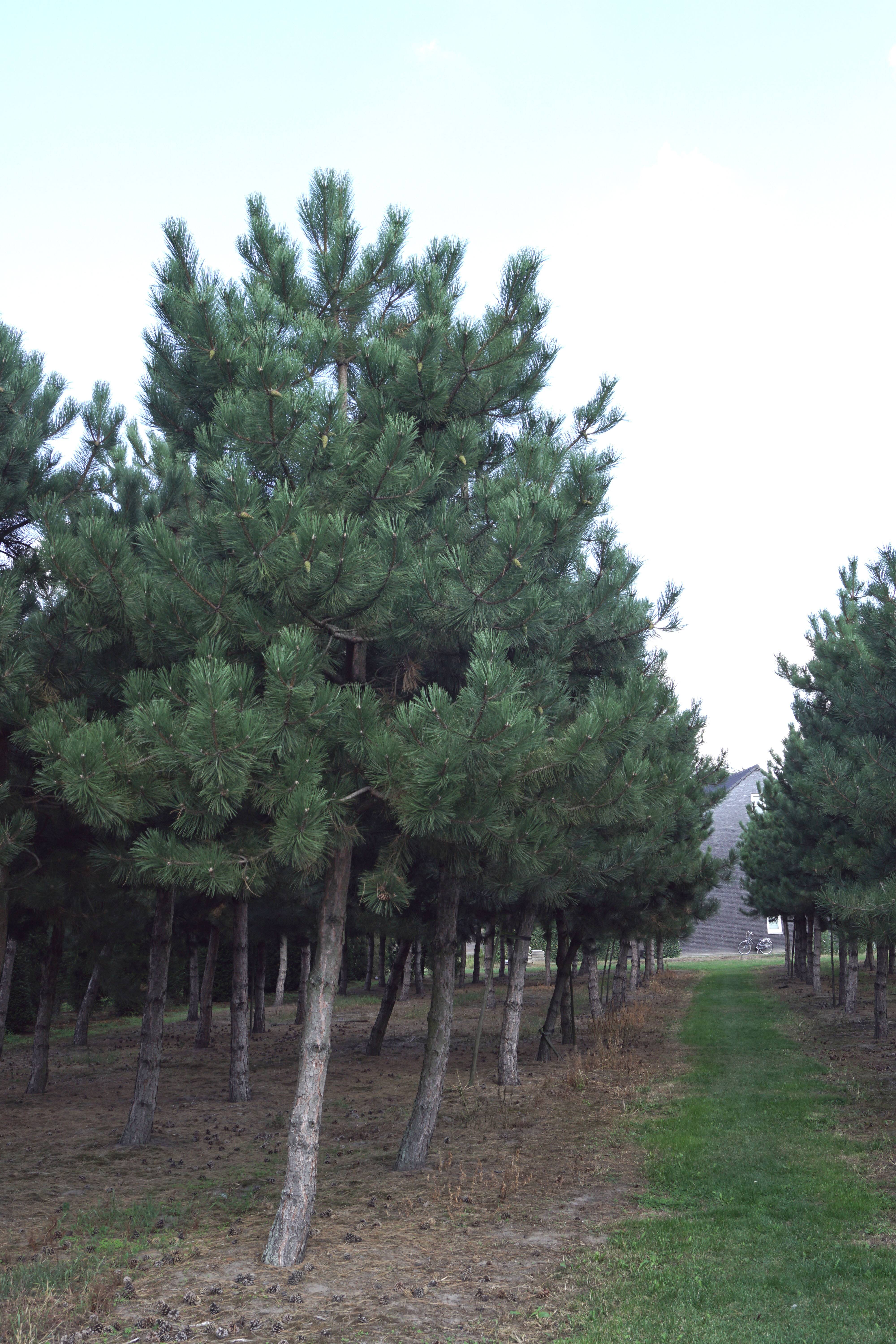 Pinus nigra nigra_000